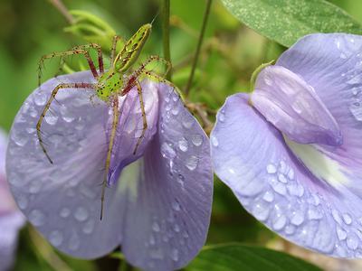 Green lynx female on spurred butterfly pea vine (Centrosema virginianum).