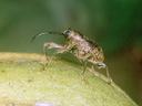 Close-up side profile of an adult pecan weevil on a green pecan, showing its long snout and reddish-brown body.