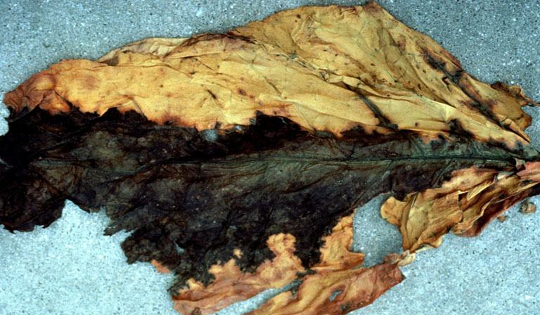 tobacco leaf mold on Cured More severe attack of Blue