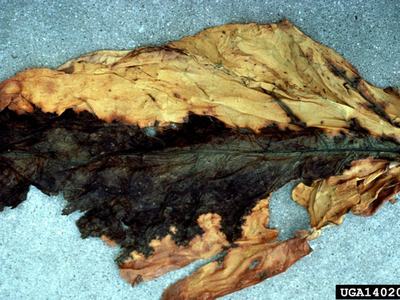 rotted tobacco leaf