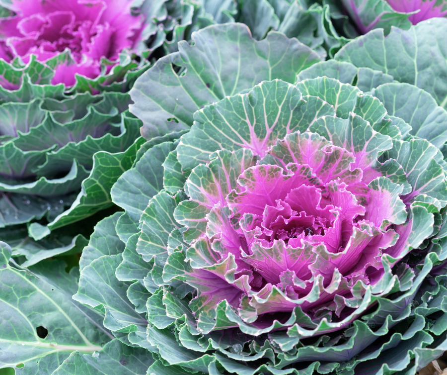 Ornamental Cabbage 