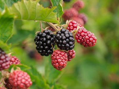 plant with blackberries
