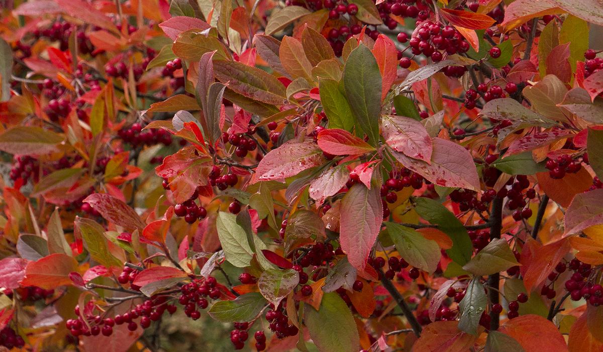 The Science Behind Fall Color - Buncombe County Center | N.C ...