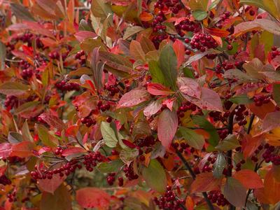 Shrub with red and orange autumn leaves and clusters of small red berries