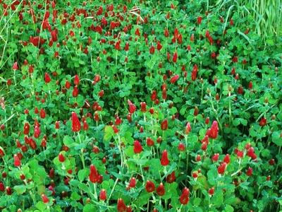 Crimson Clover