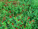 Crimson Clover