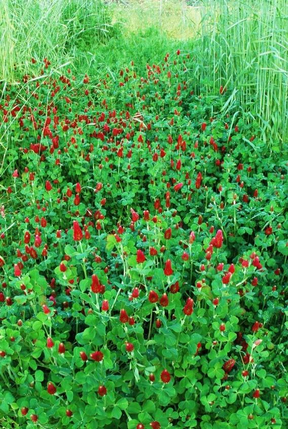 Crimson Clover
