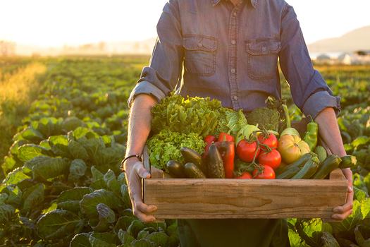 A man in a field of greens holds a box of produce.