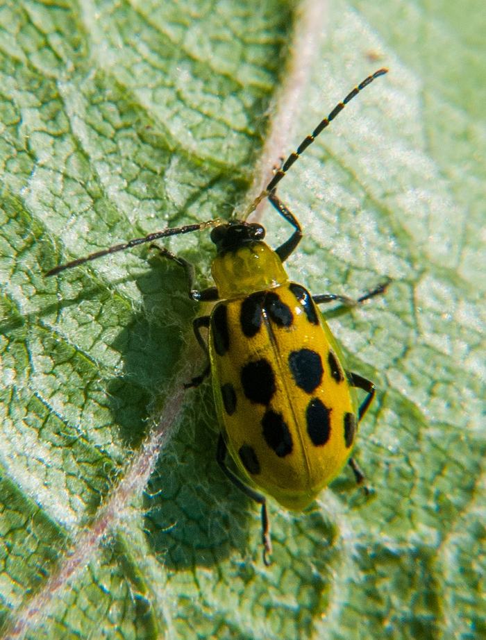 A yellow beetle with black spots.