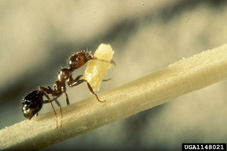 Close-up of a fire ant carrying food while crawling on a plant.