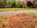 Fire ant mound in grass beside a walking path, with loose dusty soil piled up.