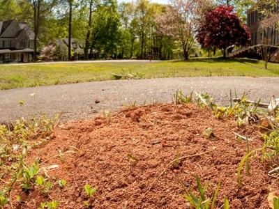Fire ant mound in grass beside a walking path, with loose dusty soil piled up.