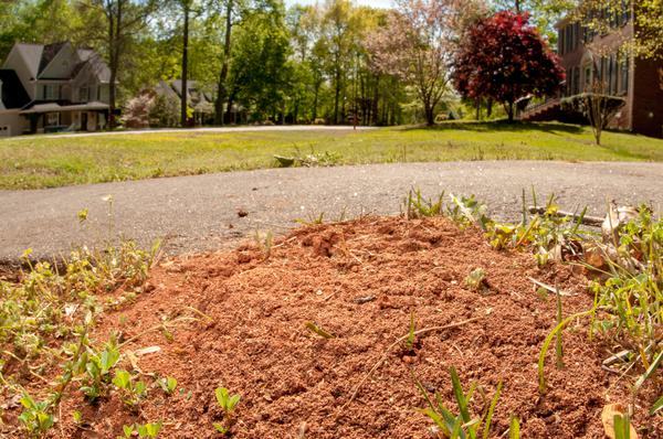 Fire ant mound in grass beside a walking path, with loose dusty soil piled up.