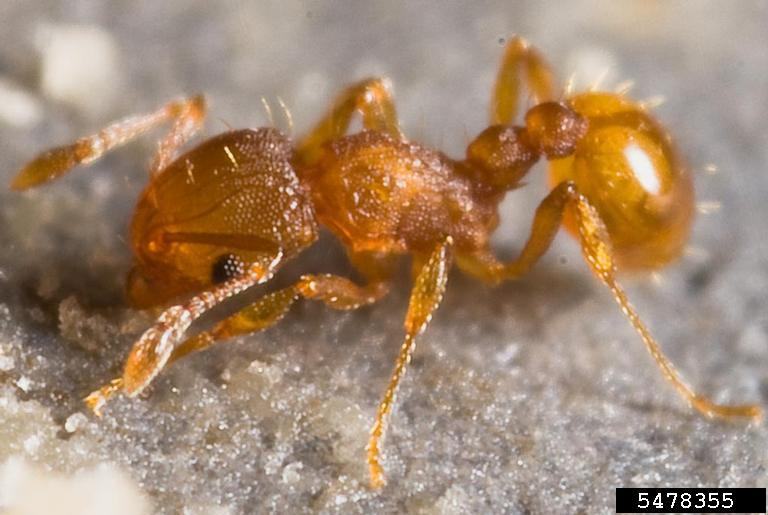 Extreme close-up of a fire ant showing detailed body parts.