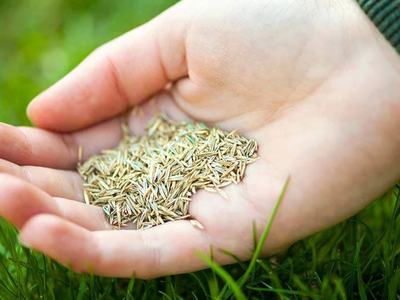 A hand holding grass seeds over a lawn.