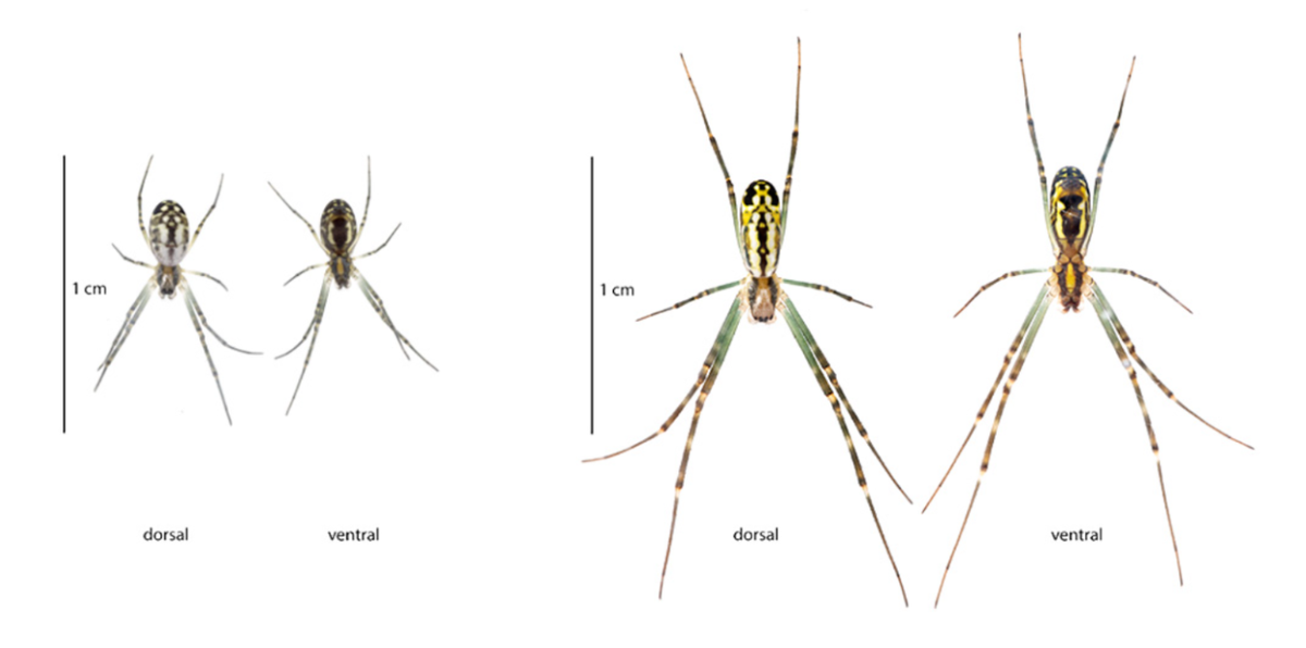 4 spiders of various sizes