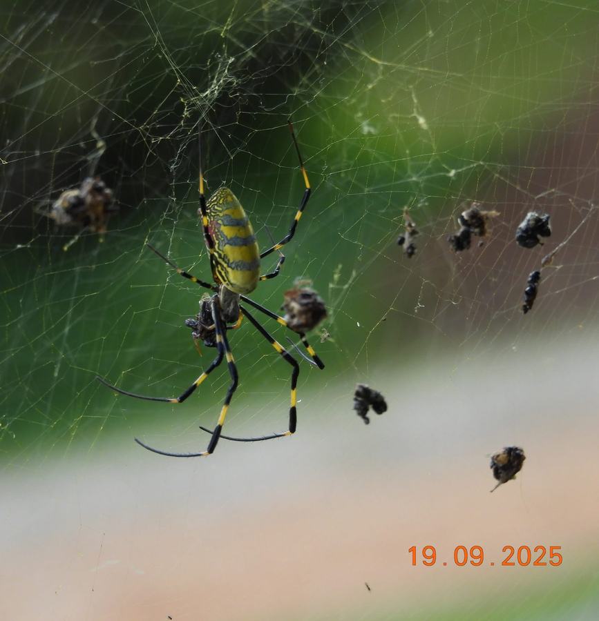 joro spider captures honey bees
