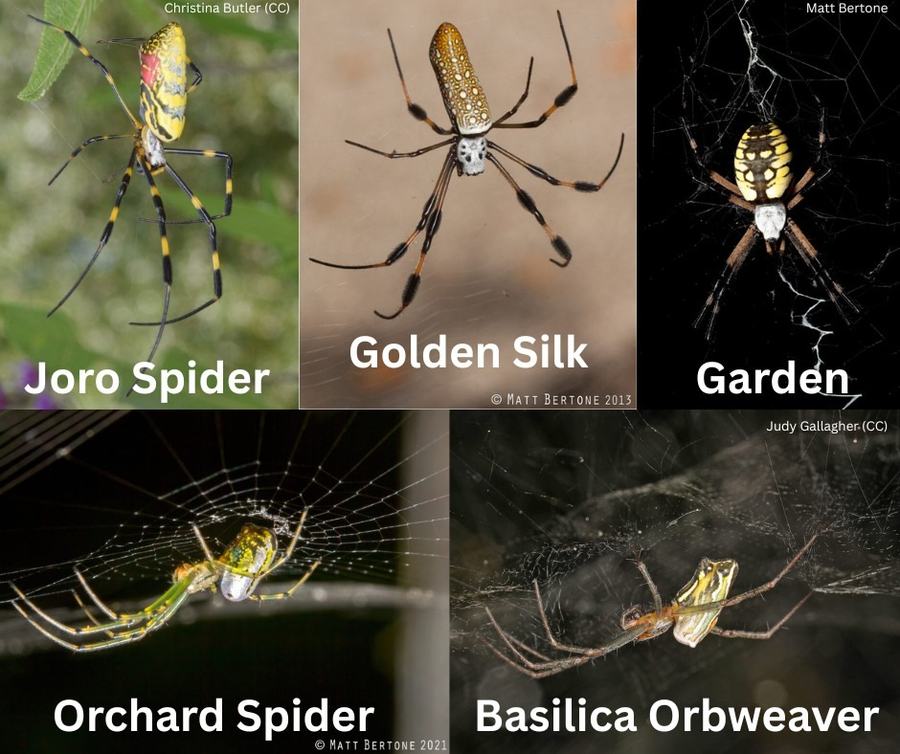 joro vs good spiders