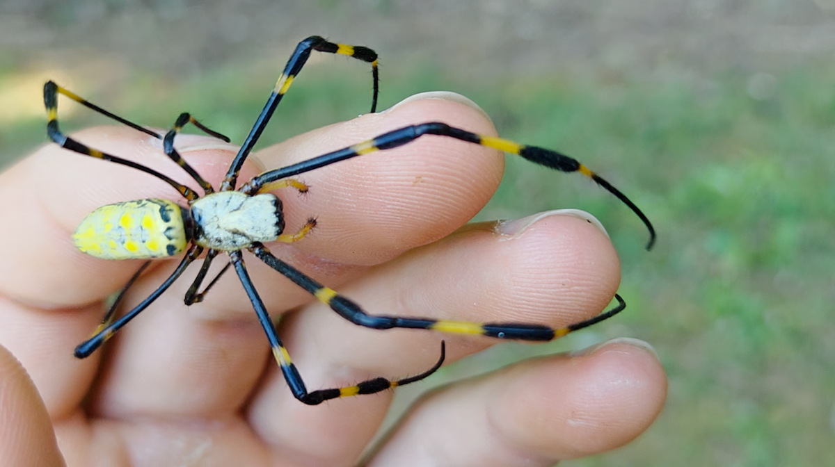 A large black and yellow spider on a hand