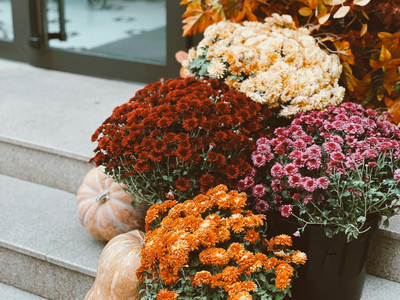 Mums (Chrysanthemum)