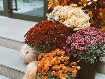 Mums (Chrysanthemum)