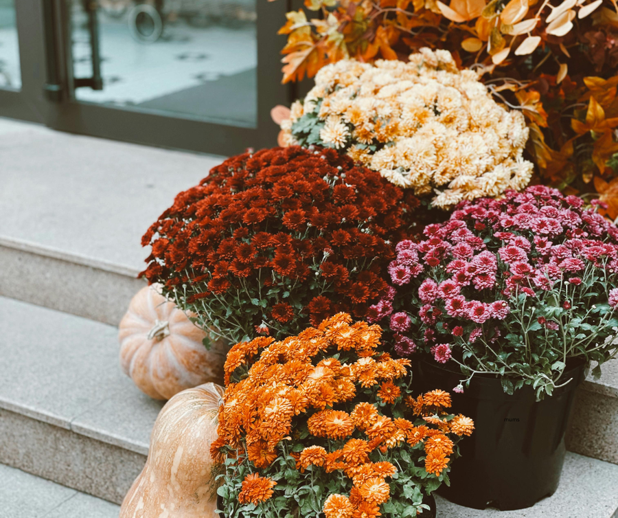 Mums (Chrysanthemum)