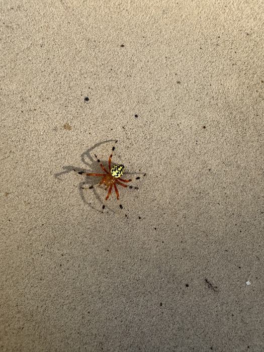 native orb weaver