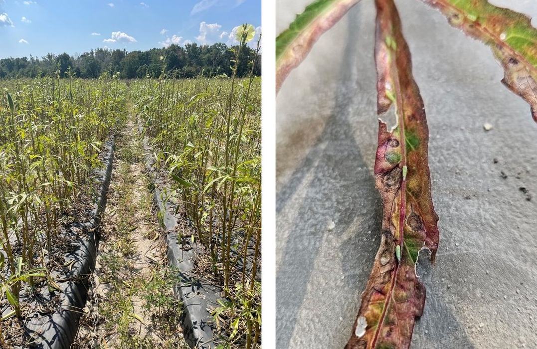 Cotton jassid leafhopper damage in an okra field (L) and on okra leaves (R)