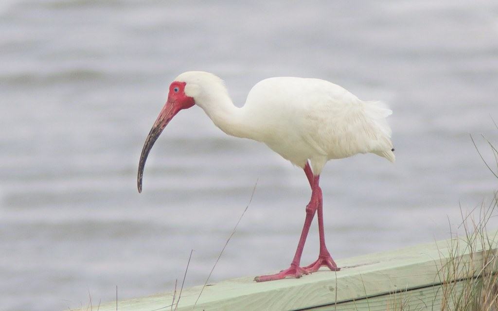 White bird on a pier
