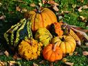 pumpkins