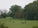 black cows grazing in a pasture