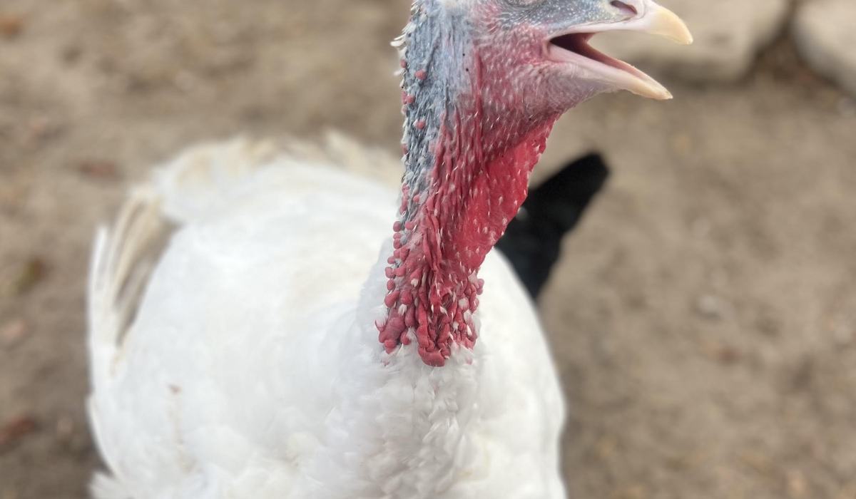 Preparing Your Turkey for the Youth Market Turkey Show - Sampson