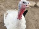 Turkey