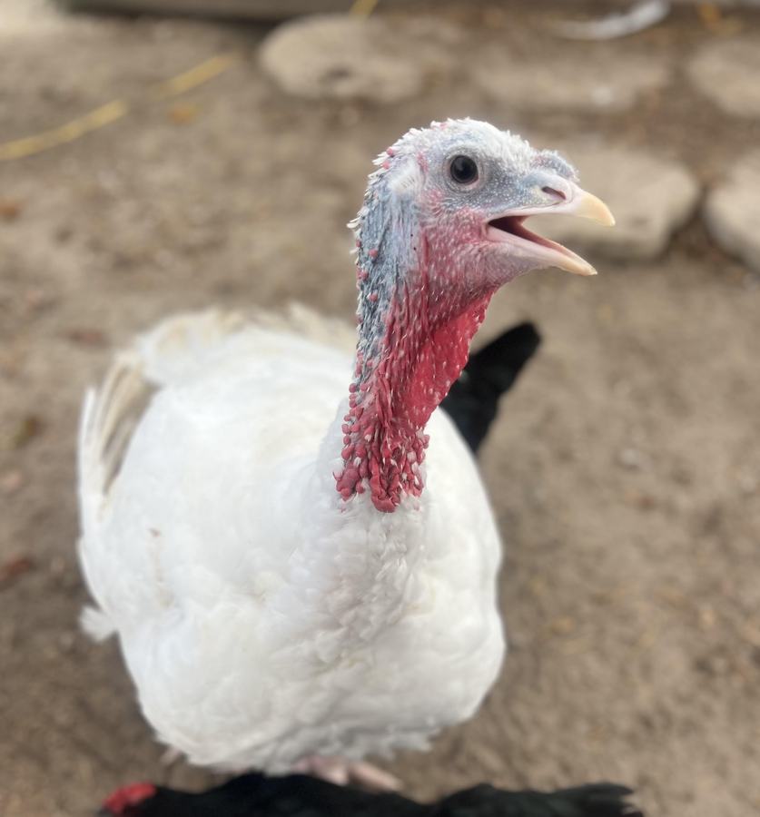 Turkey