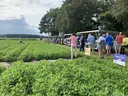 Participants attending Extension field day