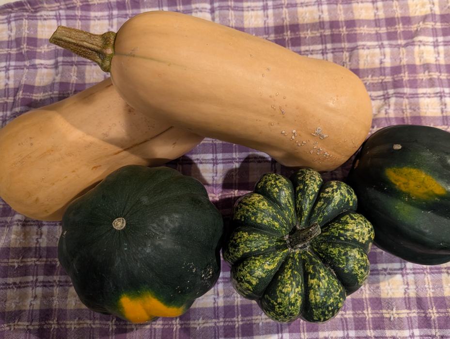Butternut and acorn squash on a table.