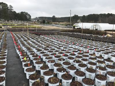 Rows of PW Proven Winners nursery pots with young plants and red flags in outdoor growing yard