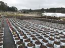Rows of PW Proven Winners nursery pots with young plants and red flags in outdoor growing yard