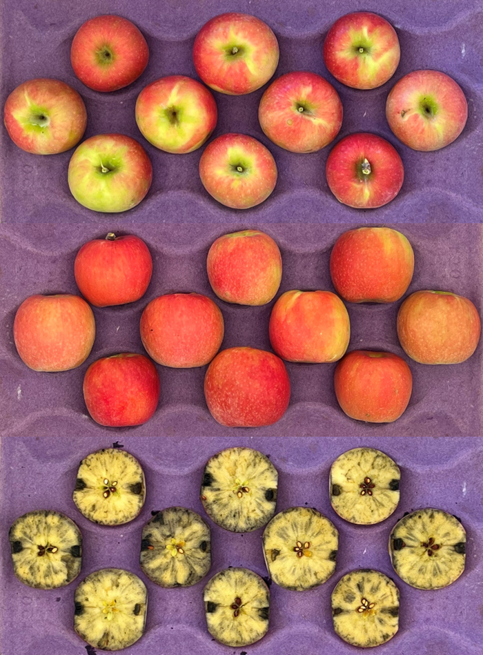 Cripps Pink apples in crate
