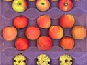 Cripps Pink apples in crate
