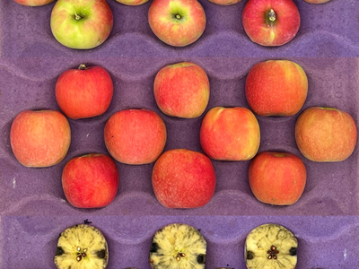 Cripps Pink apples in crate