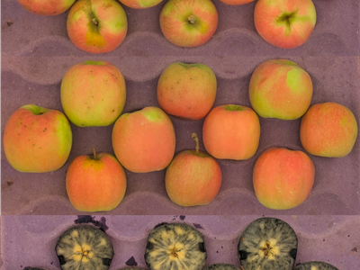 apples in crate showing starch pattern