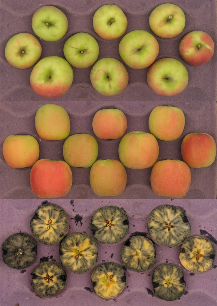 Cripps Pink apples in crate showing color strain