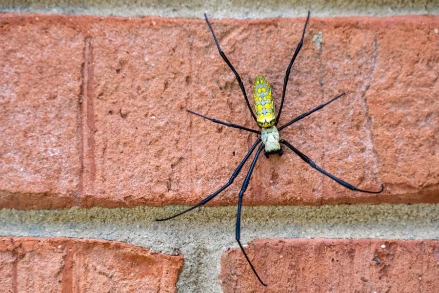 Large yellow-patterned, long-legged spider clinging to a red brick wall
