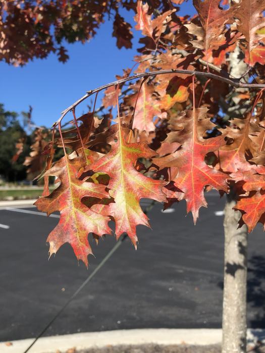 A bit of coastal fall color on a local Pin Oak, Quercus palustris. Photo courtesy of Amy Mead