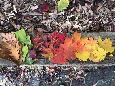 A kaleidoscope of fall color.