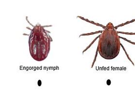 Asian Longhorned Tick