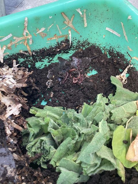 Adding mullein leaves to worm bin