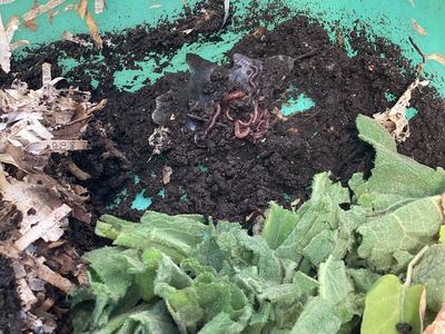 Adding mullein leaves fo worm bin