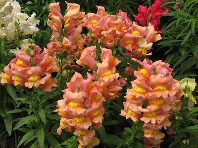 Snapdragons (Antirrhinum majus) are a garden favorite that loves cooler autumn temperatures. Photo Credit: lezumbalaberenjena CC BY-NC-ND 2.0